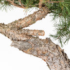 Bonsái - Pino silvestre (Pinus sylvestris) - PS10601