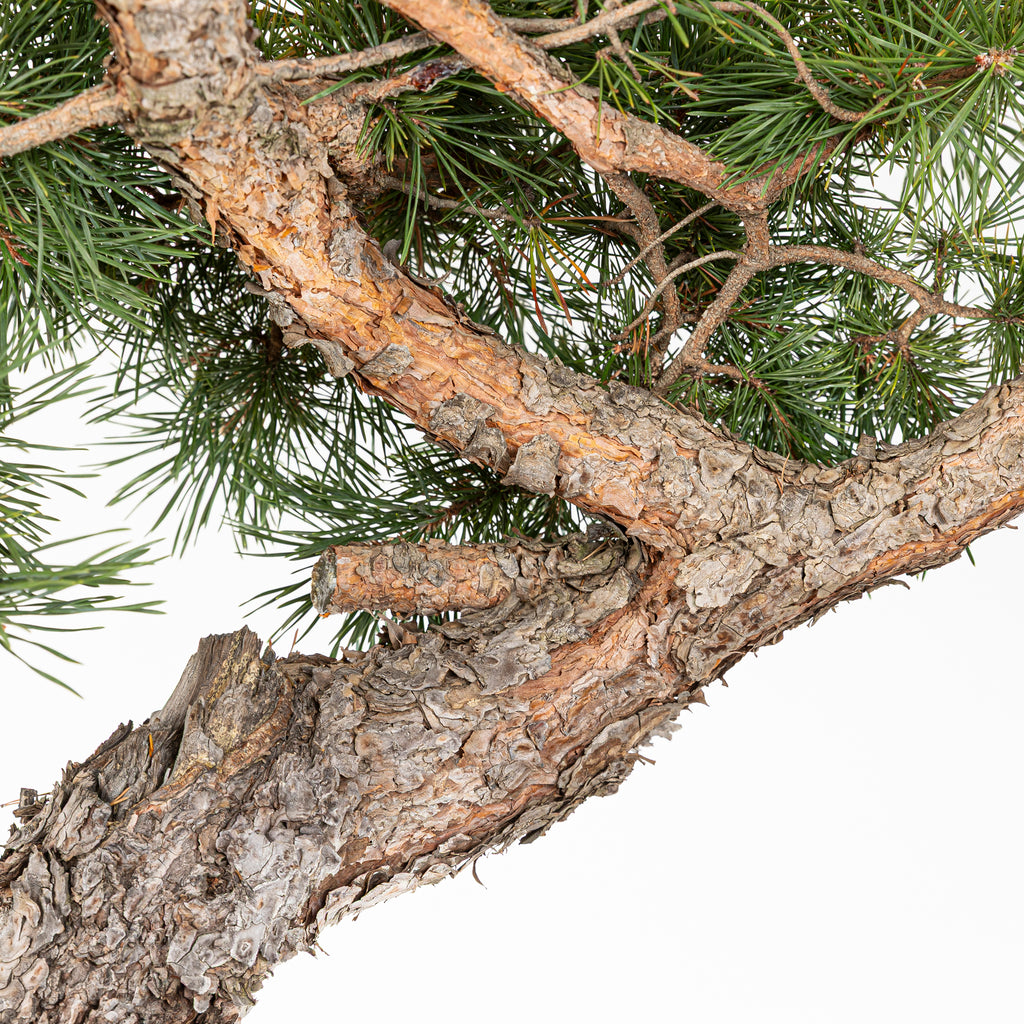 Bonsái - Pino silvestre (Pinus sylvestris) - PS10601