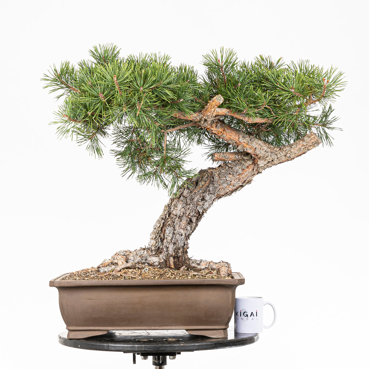 Bonsái - Pino silvestre (Pinus sylvestris) - PS10601
