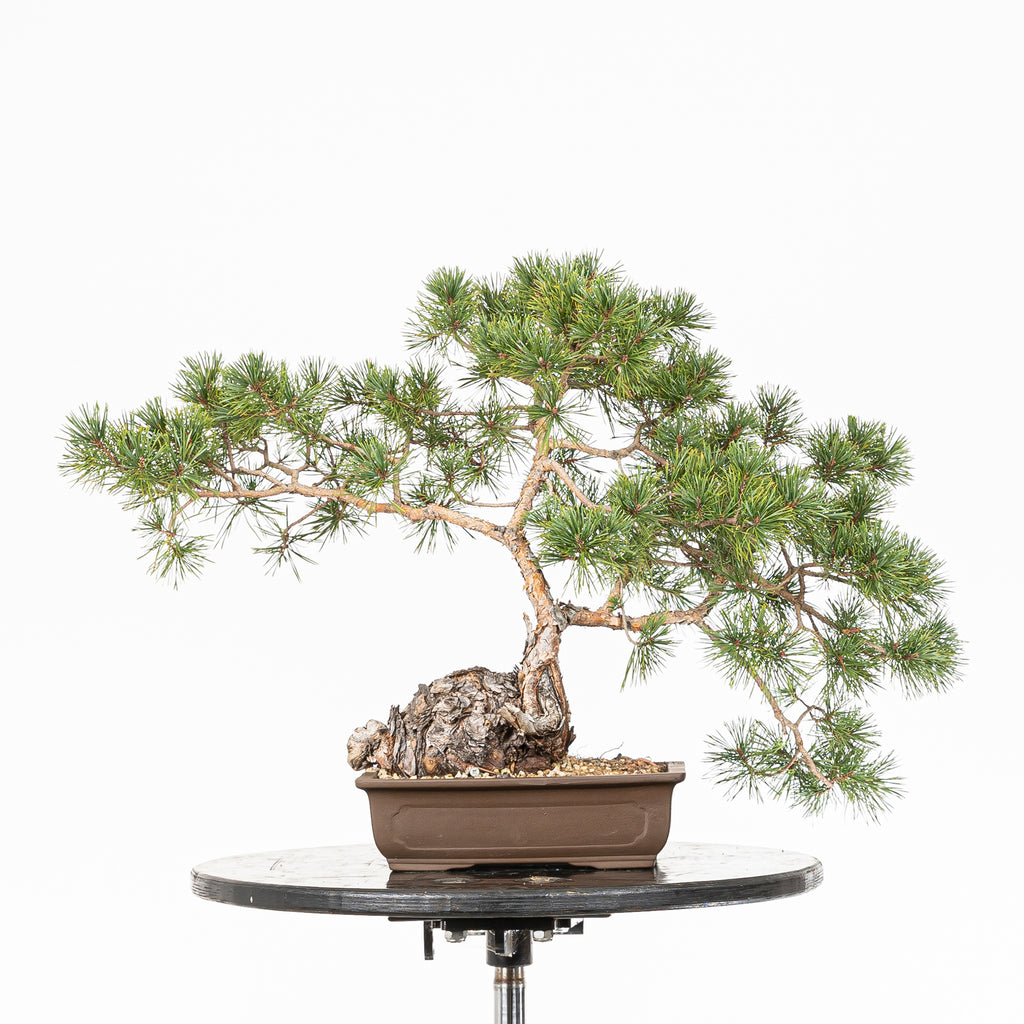 Bonsái - Pino silvestre (Pinus sylvestris) - PS10602