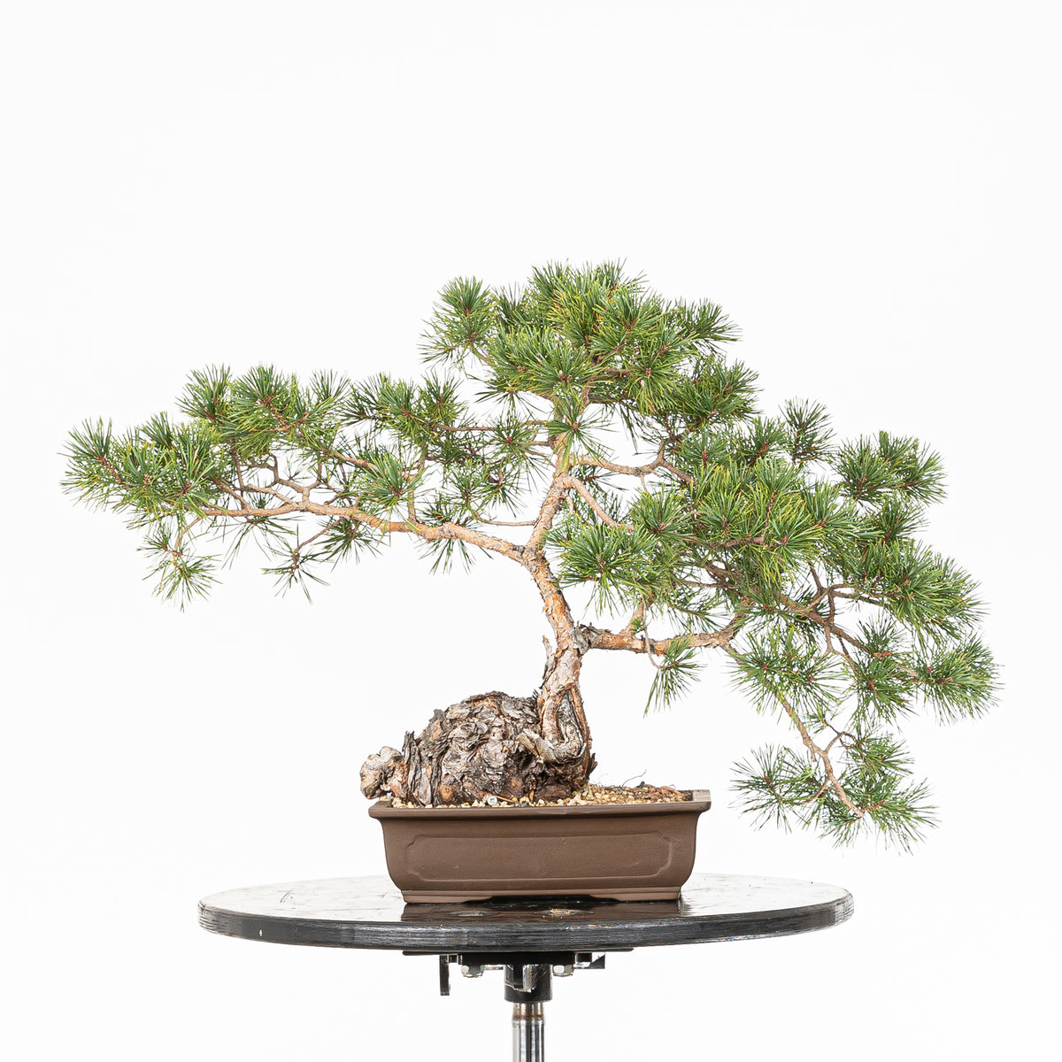 Bonsái - Pino silvestre (Pinus sylvestris) - PS10602