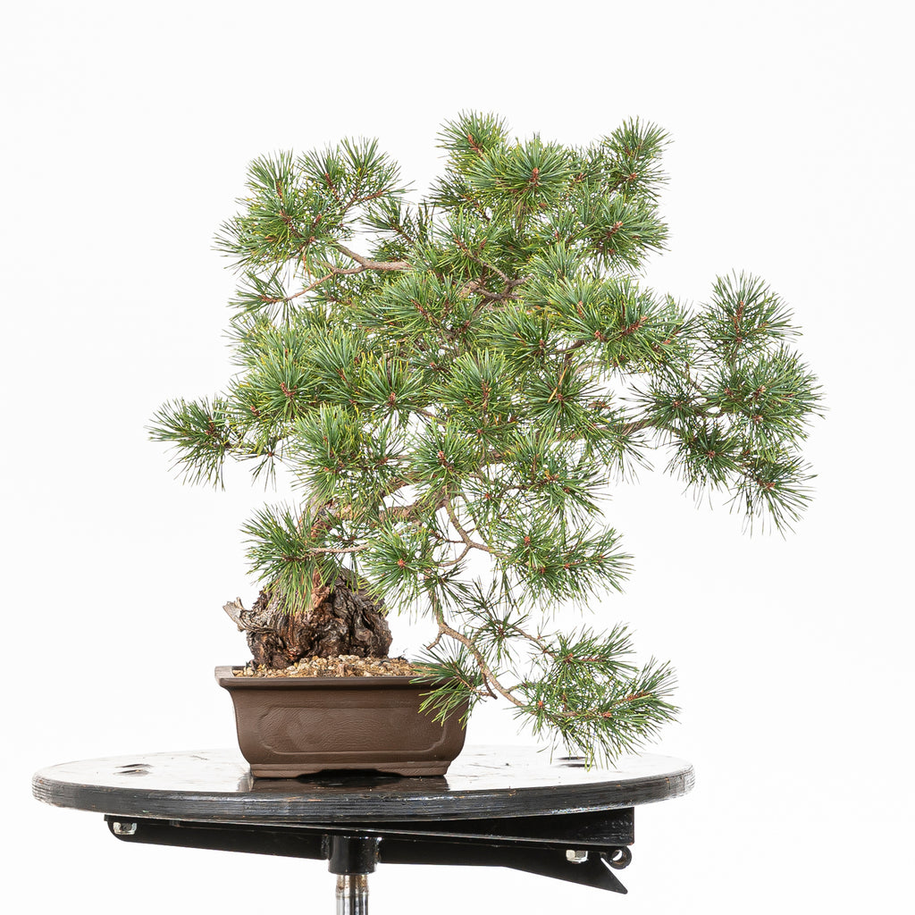 Bonsái - Pino silvestre (Pinus sylvestris) - PS10602