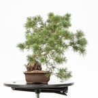 Bonsái - Pino silvestre (Pinus sylvestris) - PS10602