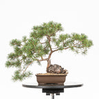 Bonsái - Pino silvestre (Pinus sylvestris) - PS10602