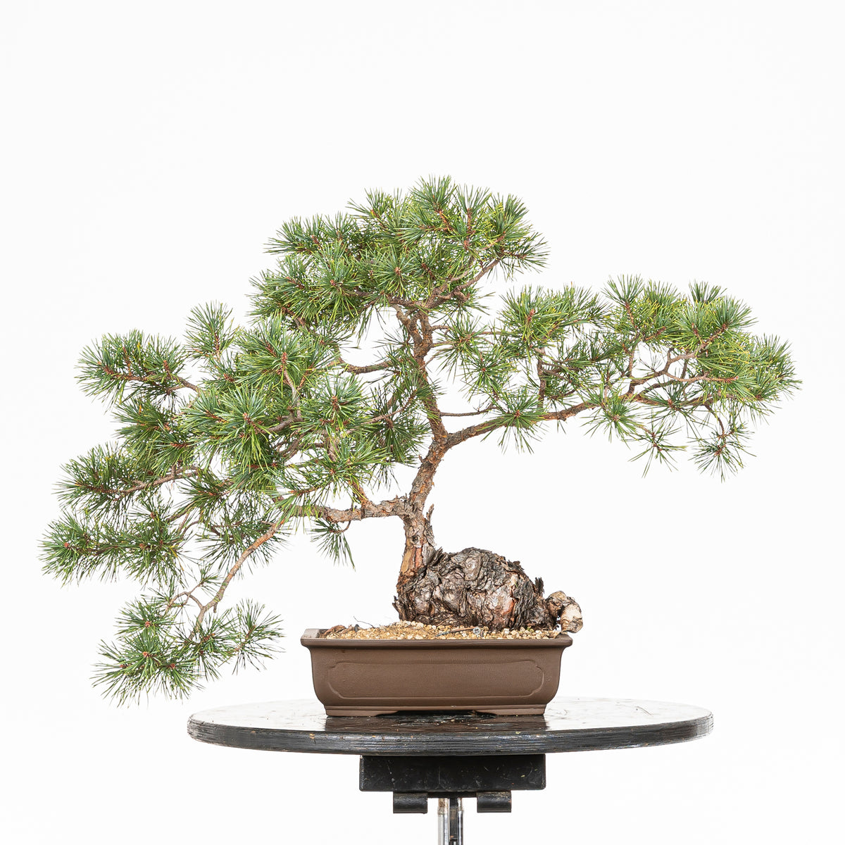 Bonsái - Pino silvestre (Pinus sylvestris) - PS10602