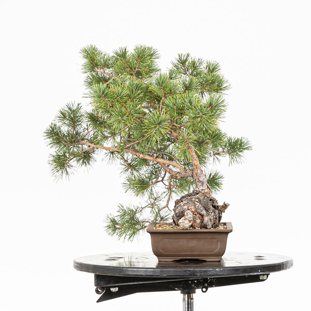 Bonsái - Pino silvestre (Pinus sylvestris) - PS10602