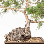 Bonsái - Pino silvestre (Pinus sylvestris) - PS10602