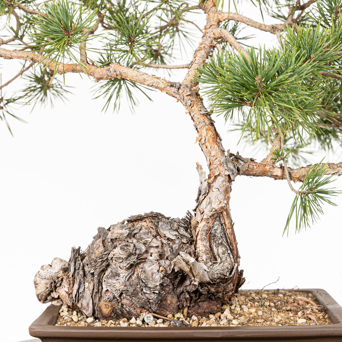 Bonsái - Pino silvestre (Pinus sylvestris) - PS10602