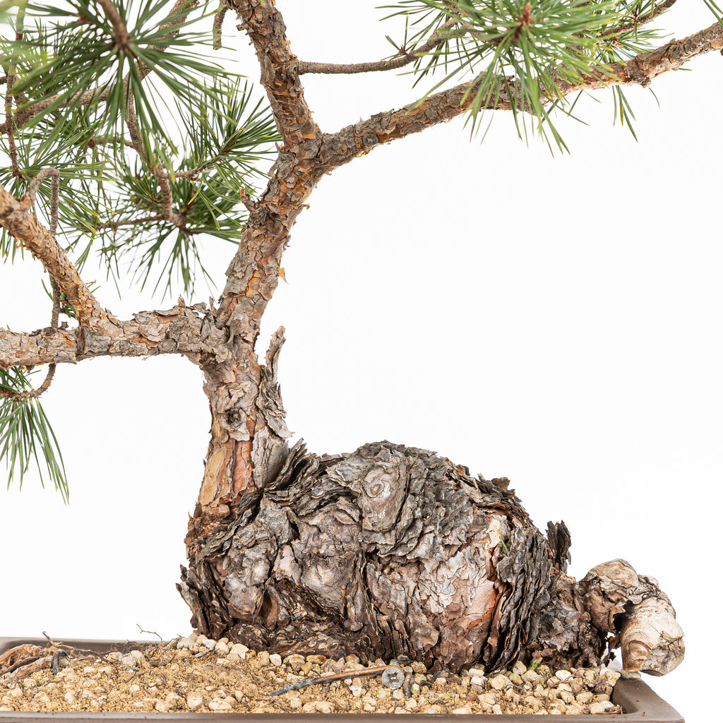 Bonsái - Pino silvestre (Pinus sylvestris) - PS10602