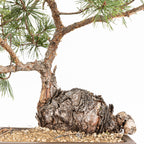 Bonsái - Pino silvestre (Pinus sylvestris) - PS10602