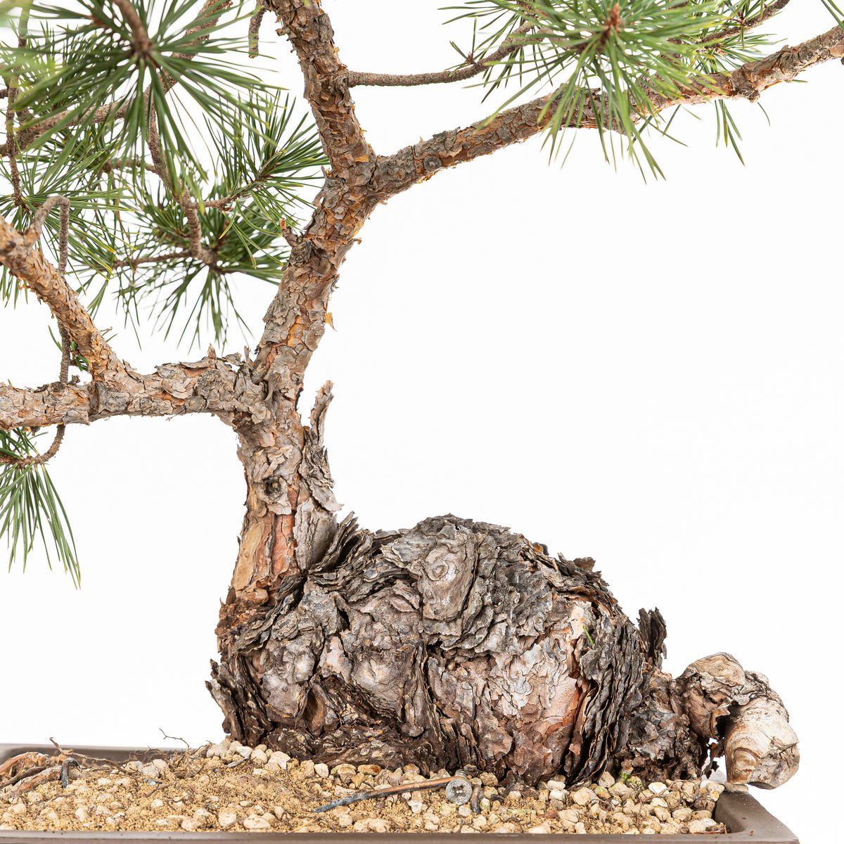 Bonsái - Pino silvestre (Pinus sylvestris) - PS10602