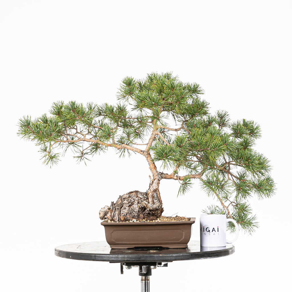 Bonsái - Pino silvestre (Pinus sylvestris) - PS10602