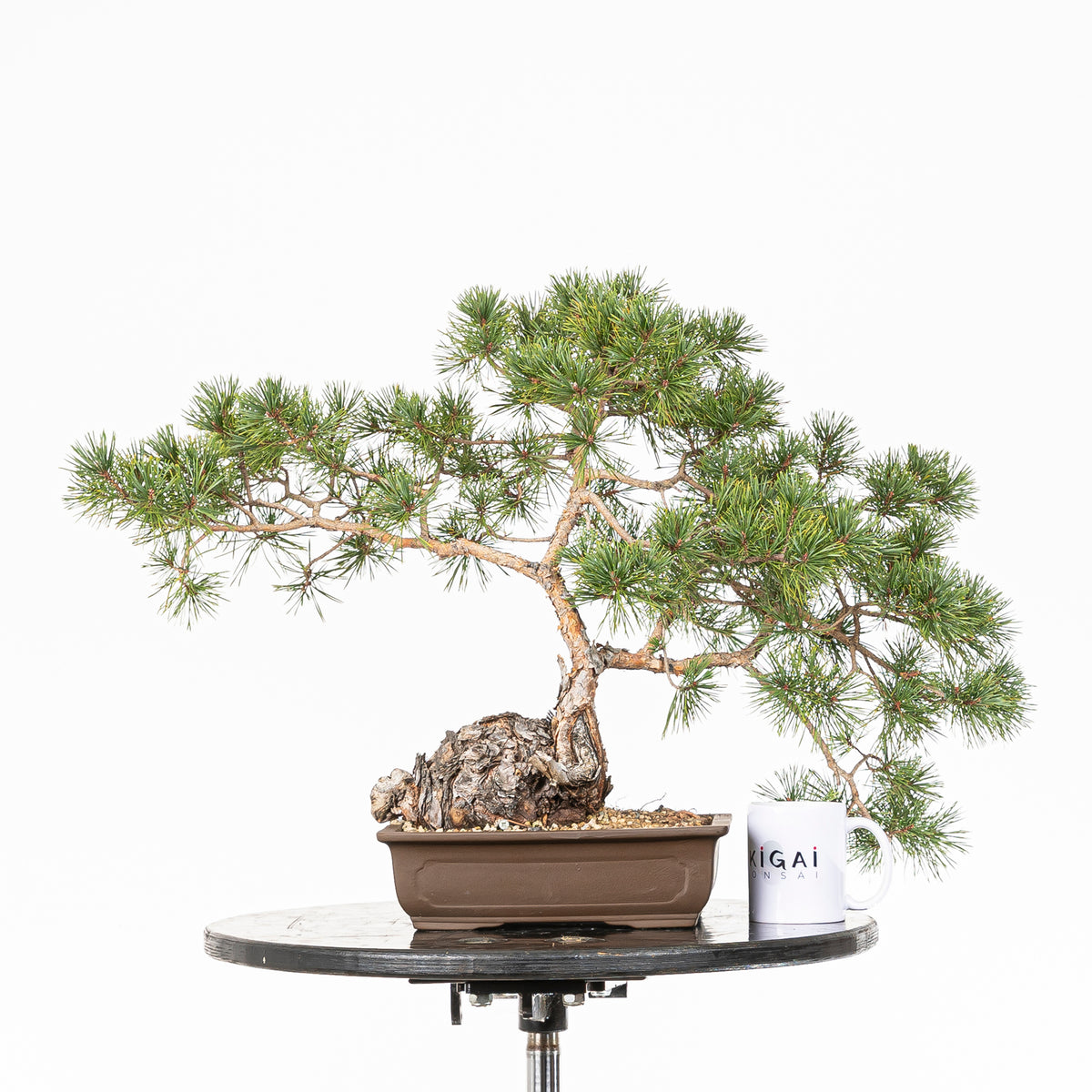 Bonsái - Pino silvestre (Pinus sylvestris) - PS10602