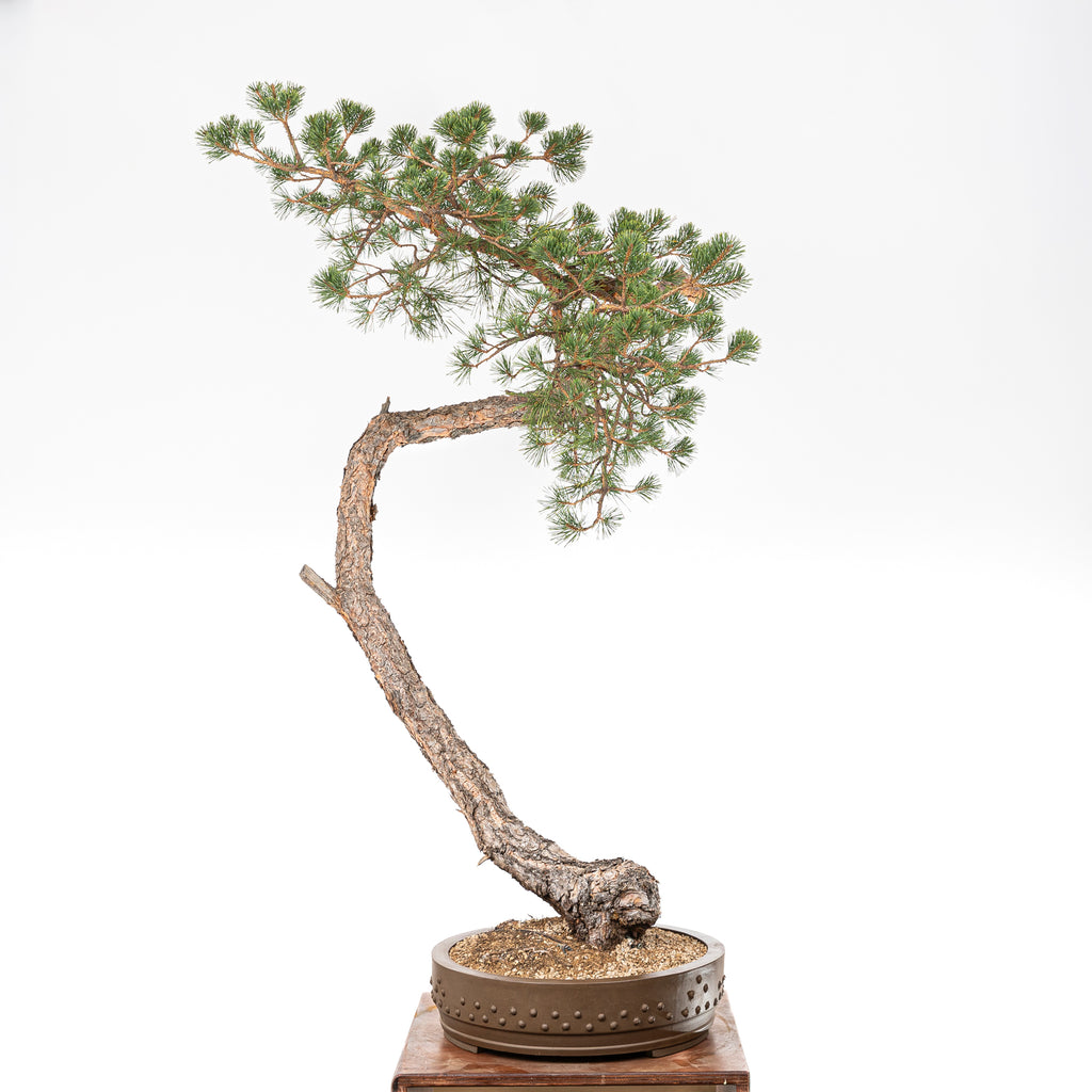 Bonsái - Pino silvestre (Pinus sylvestris) - PS10603