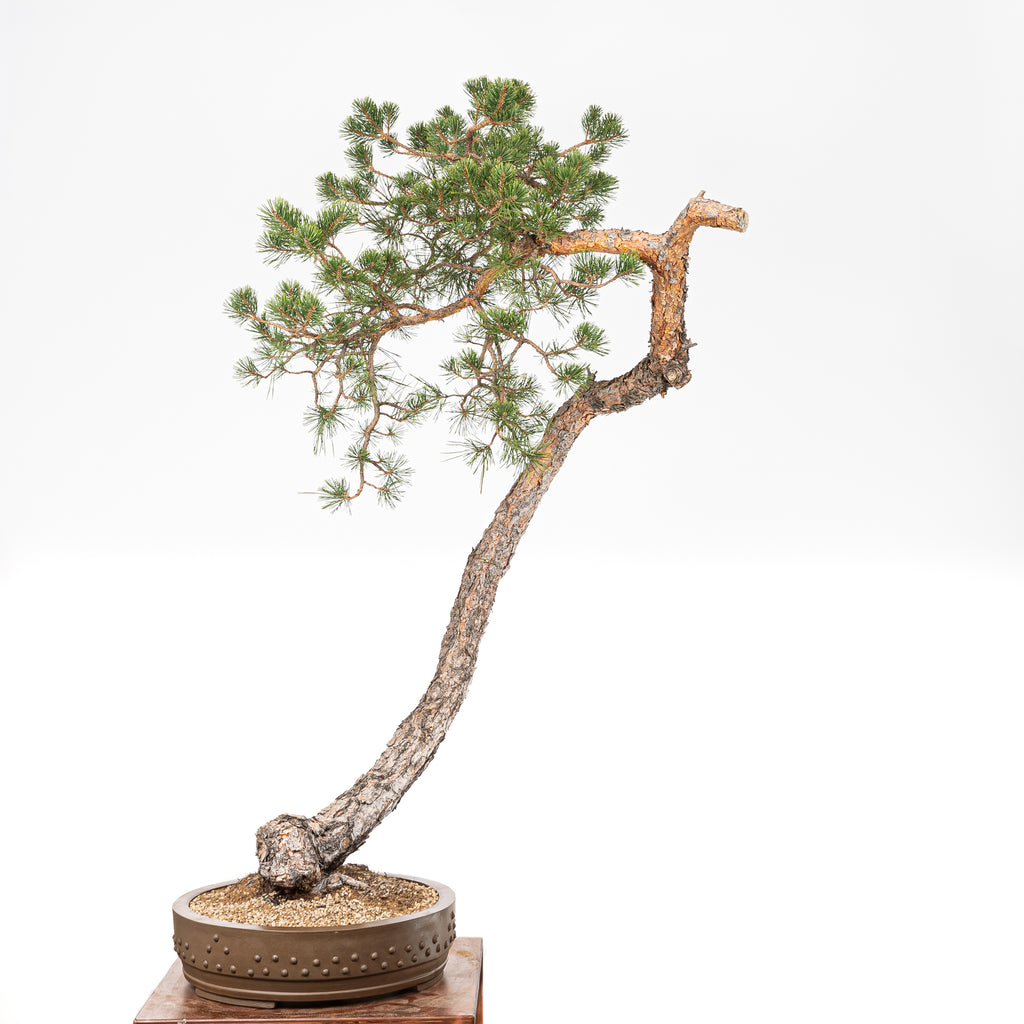 Bonsái - Pino silvestre (Pinus sylvestris) - PS10603