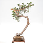 Bonsái - Pino silvestre (Pinus sylvestris) - PS10603