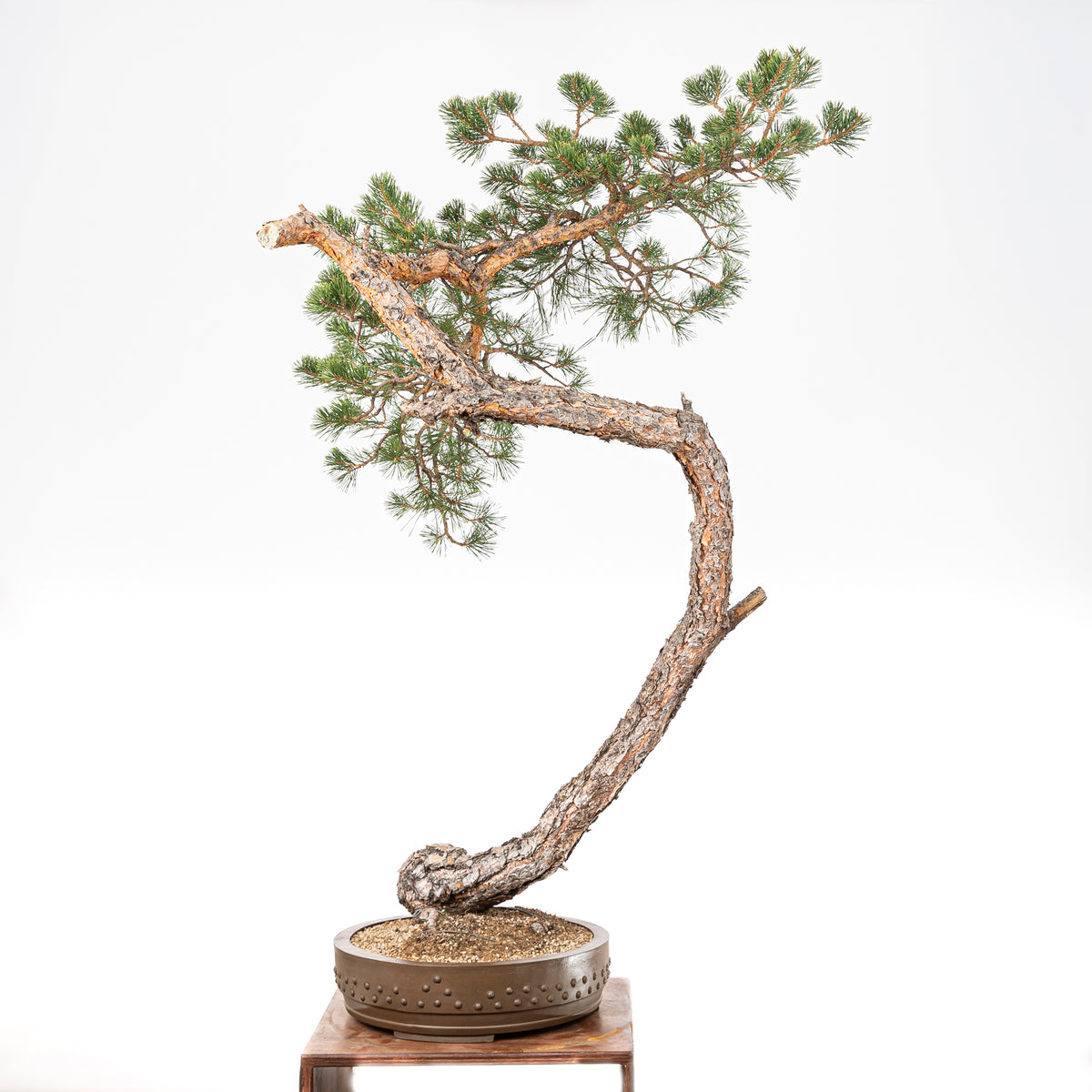 Bonsái - Pino silvestre (Pinus sylvestris) - PS10603