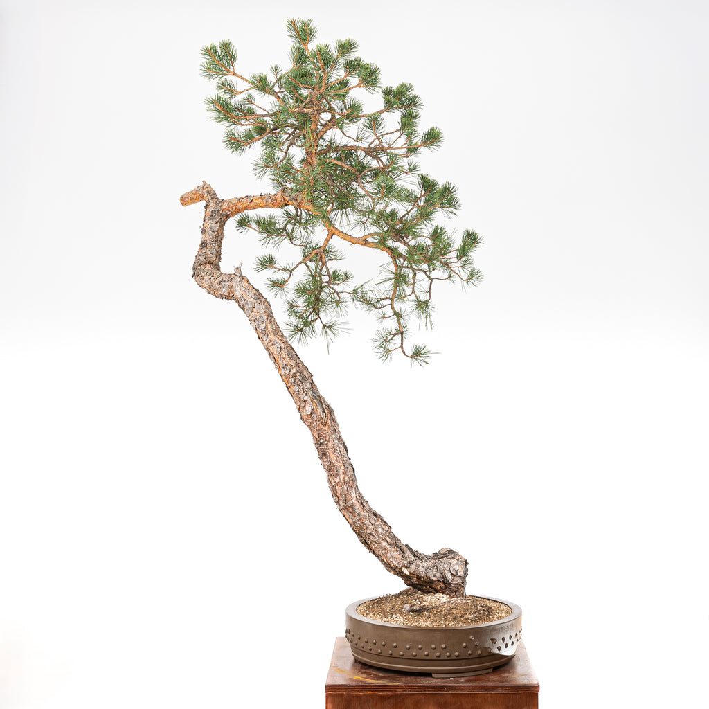 Bonsái - Pino silvestre (Pinus sylvestris) - PS10603