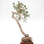 Bonsái - Pino silvestre (Pinus sylvestris) - PS10603
