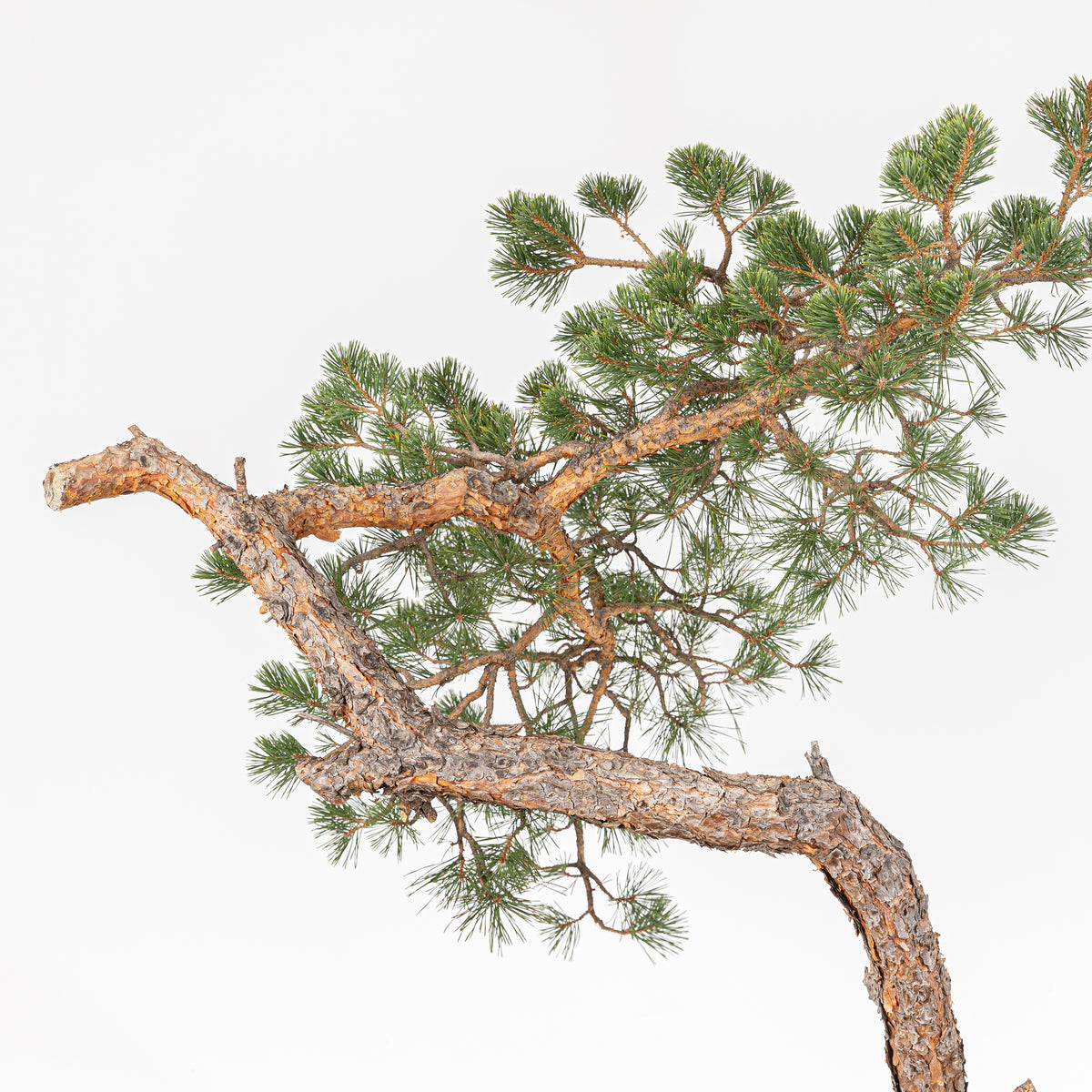 Bonsái - Pino silvestre (Pinus sylvestris) - PS10603