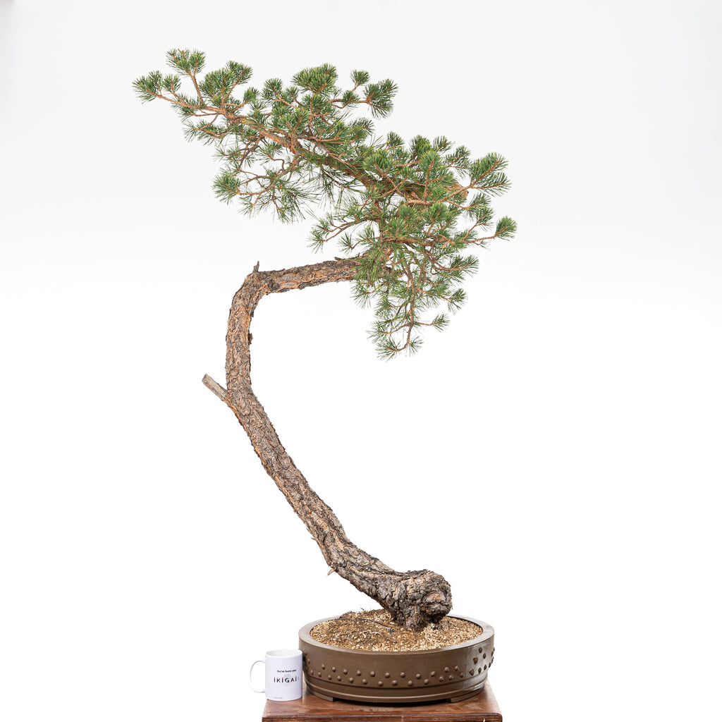 Bonsái - Pino silvestre (Pinus sylvestris) - PS10603