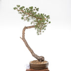 Bonsái - Pino silvestre (Pinus sylvestris) - PS10603
