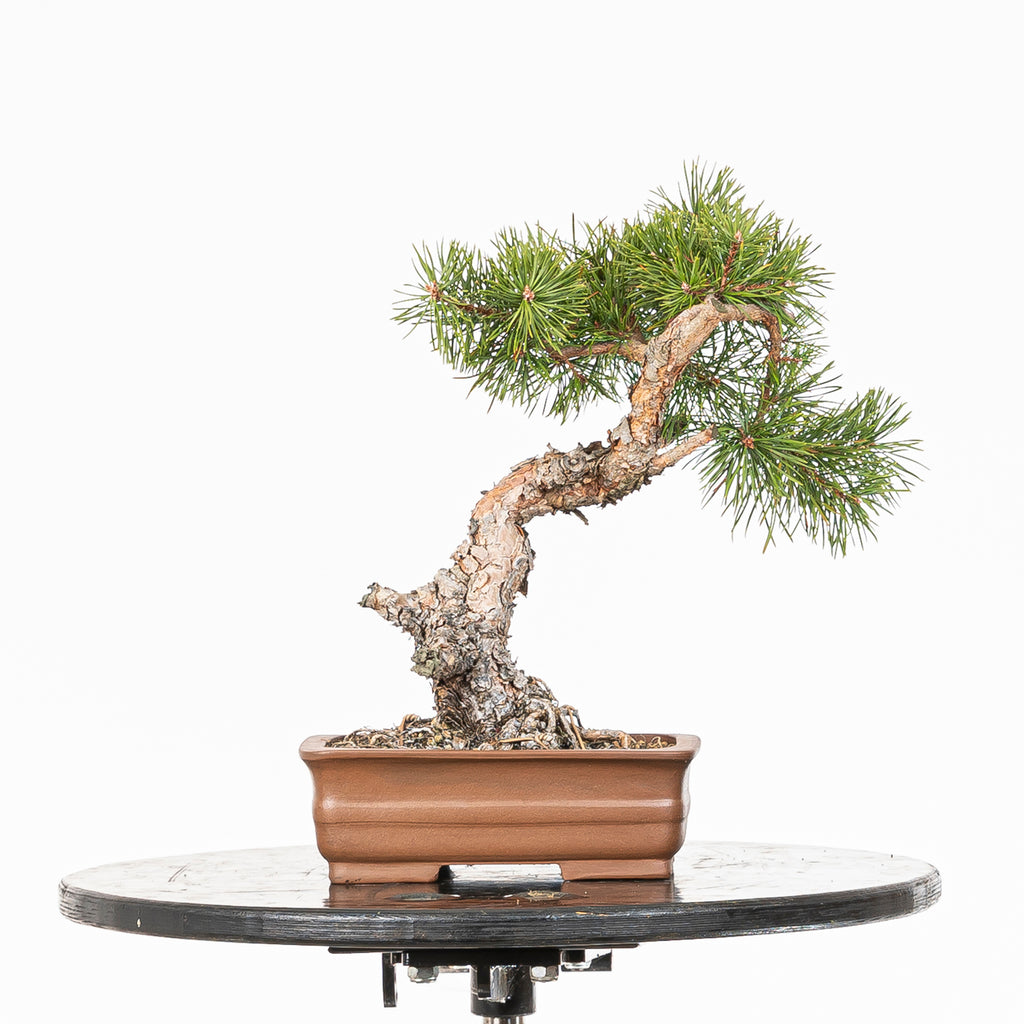 Bonsái - Pino silvestre (Pinus sylvestris) - PS10605