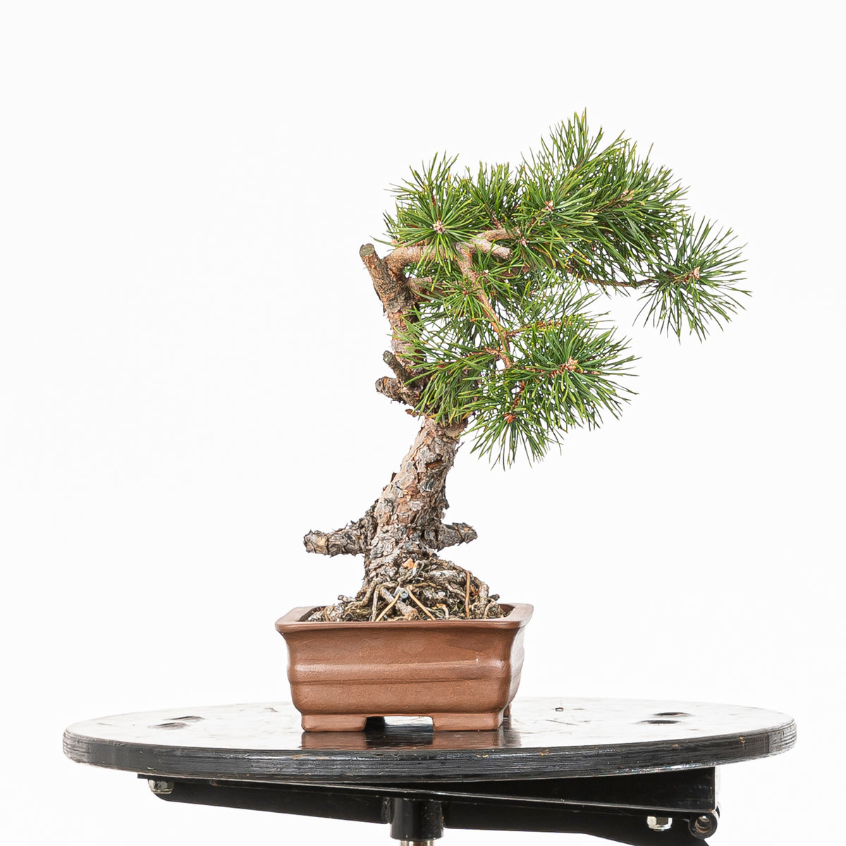 Bonsái - Pino silvestre (Pinus sylvestris) - PS10605
