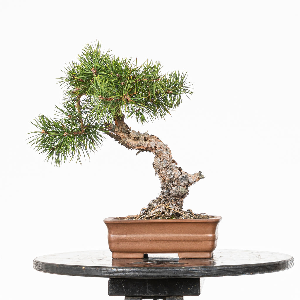 Bonsái - Pino silvestre (Pinus sylvestris) - PS10605