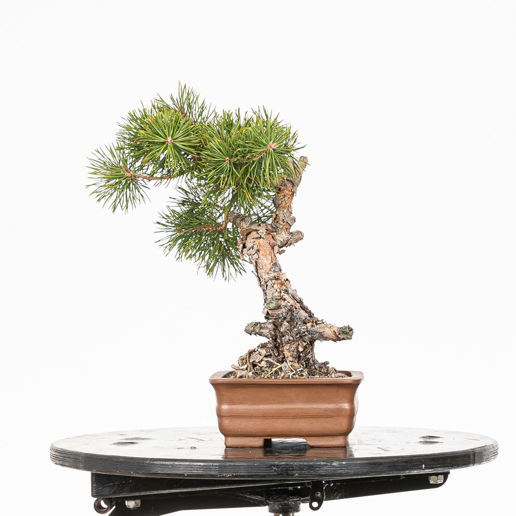Bonsái - Pino silvestre (Pinus sylvestris) - PS10605