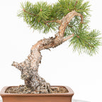 Bonsái - Pino silvestre (Pinus sylvestris) - PS10605