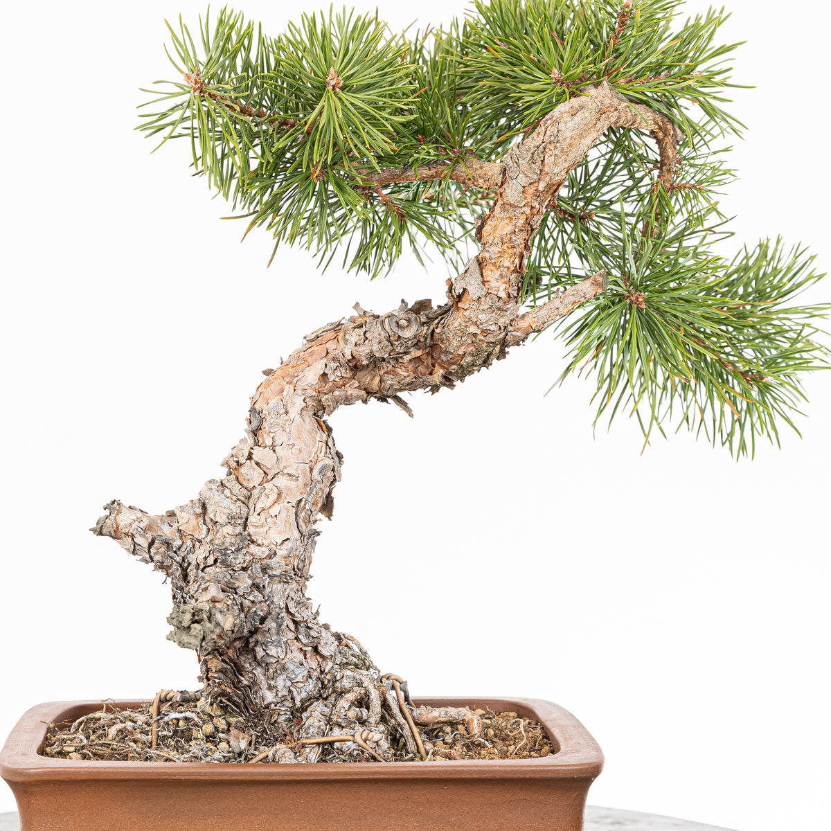 Bonsái - Pino silvestre (Pinus sylvestris) - PS10605