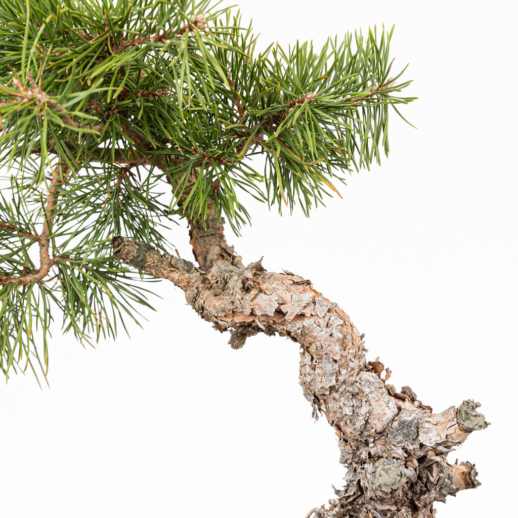 Bonsái - Pino silvestre (Pinus sylvestris) - PS10605