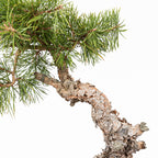 Bonsái - Pino silvestre (Pinus sylvestris) - PS10605