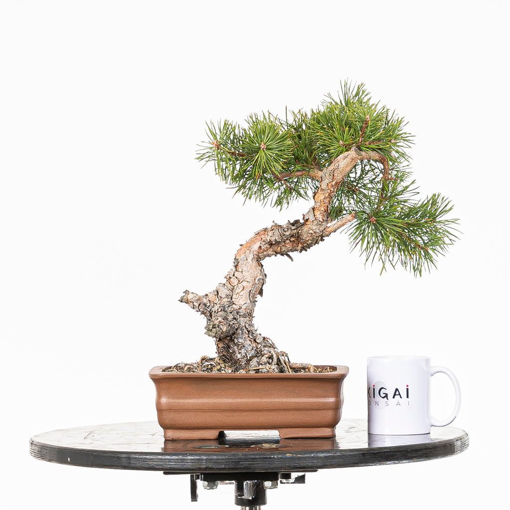 Bonsái - Pino silvestre (Pinus sylvestris) - PS10605