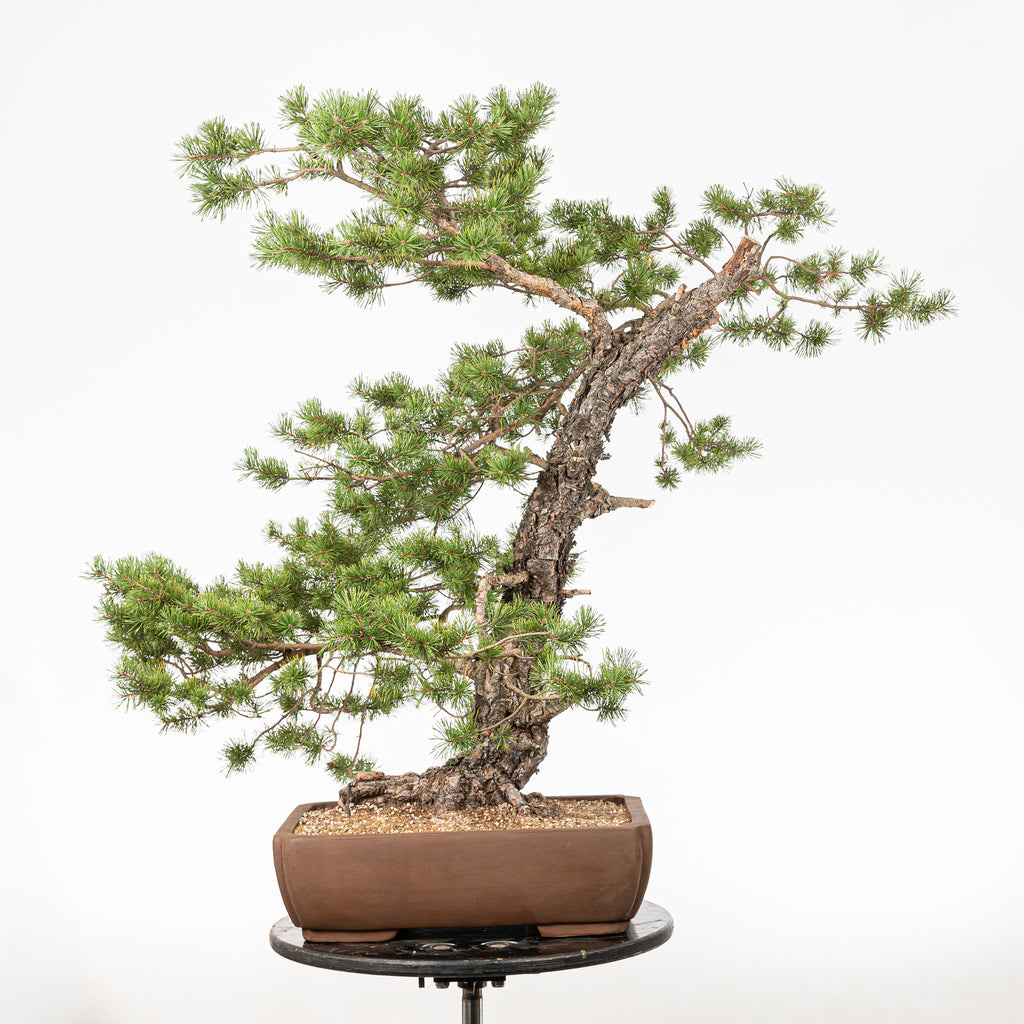 Bonsái - Pino silvestre (Pinus sylvestris) - PS10606