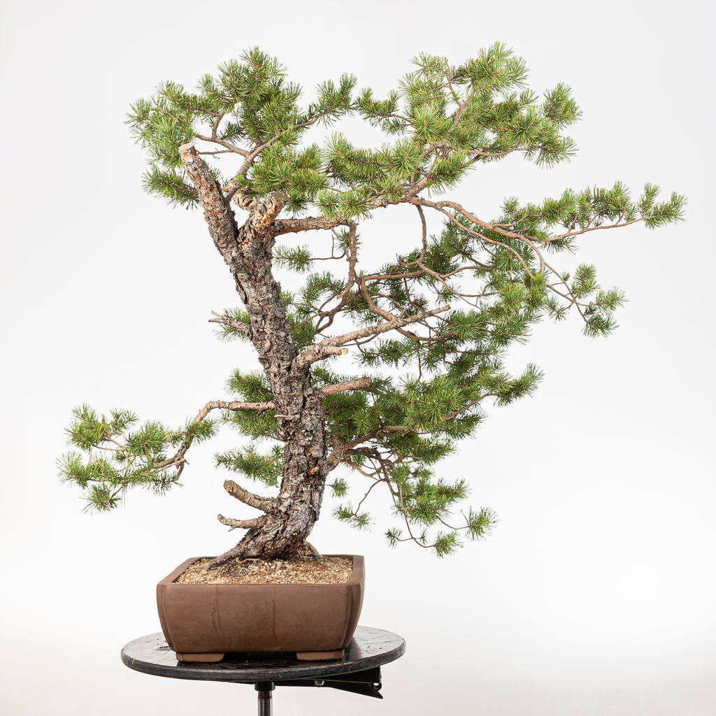 Bonsái - Pino silvestre (Pinus sylvestris) - PS10606