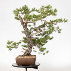 Bonsái - Pino silvestre (Pinus sylvestris) - PS10606