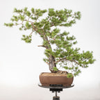 Bonsái - Pino silvestre (Pinus sylvestris) - PS10606