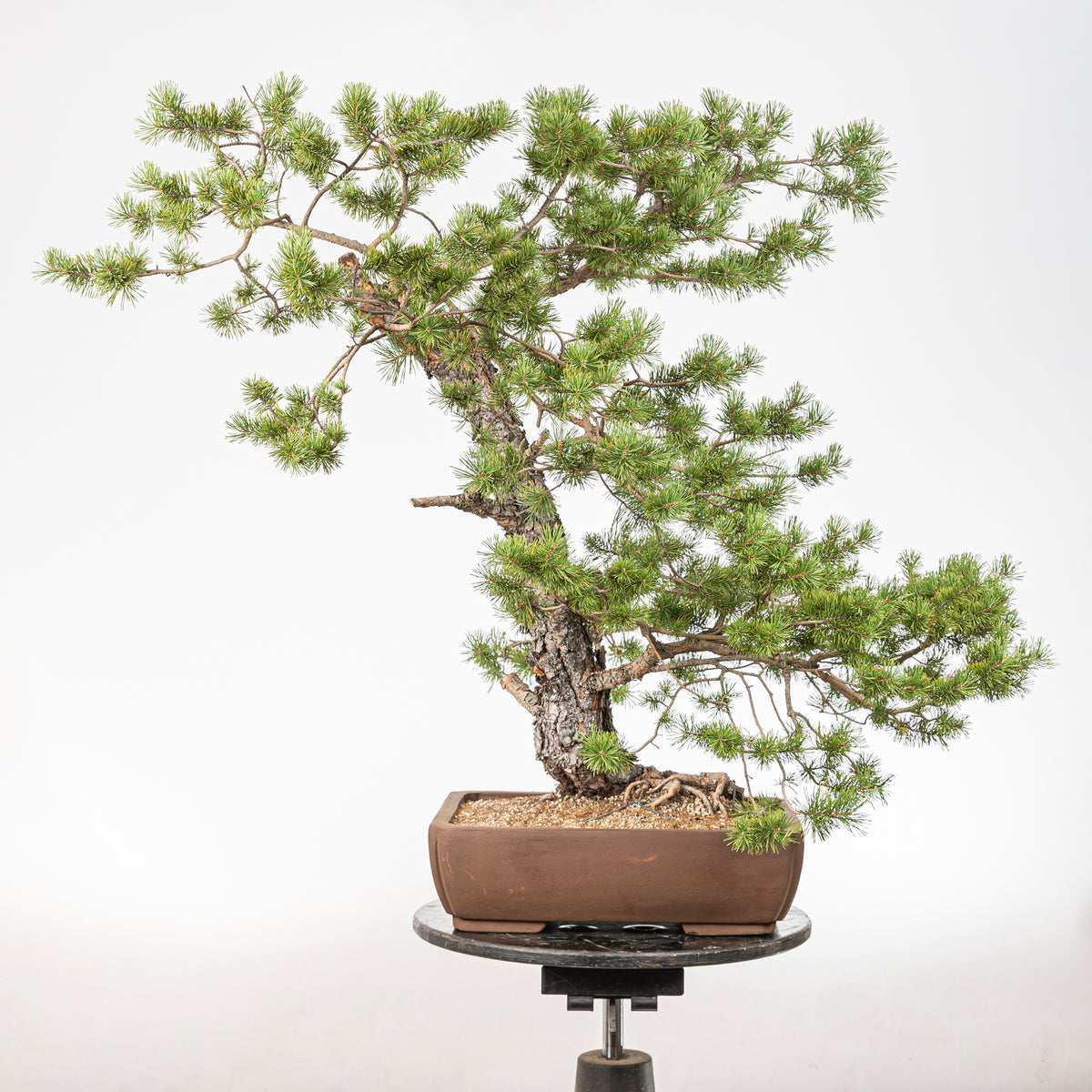 Bonsái - Pino silvestre (Pinus sylvestris) - PS10606
