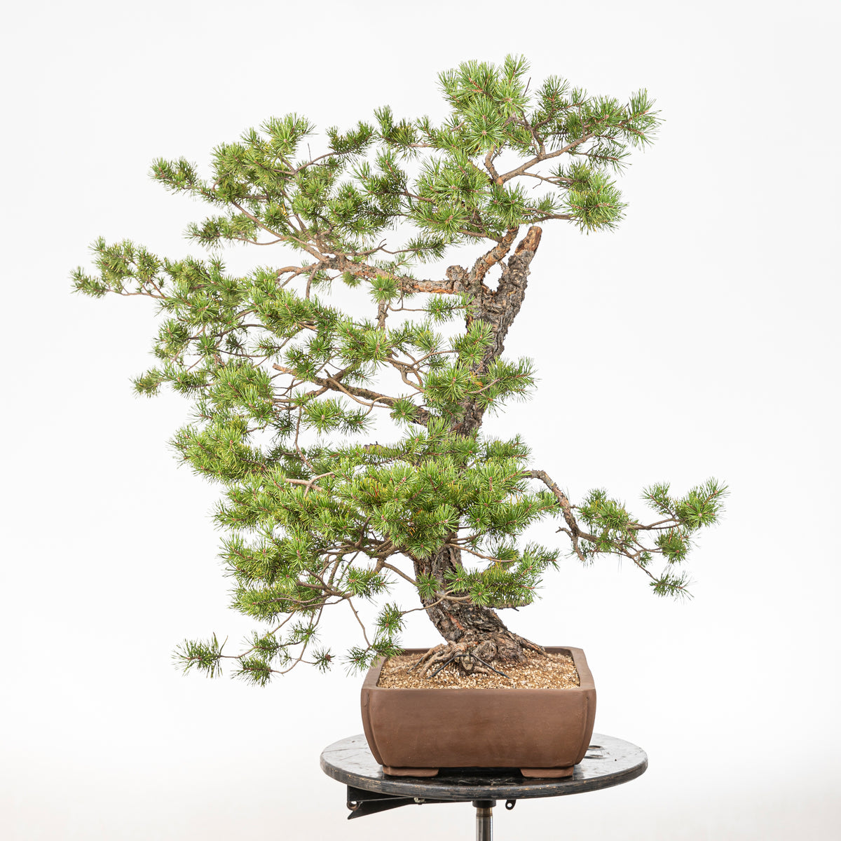 Bonsái - Pino silvestre (Pinus sylvestris) - PS10606