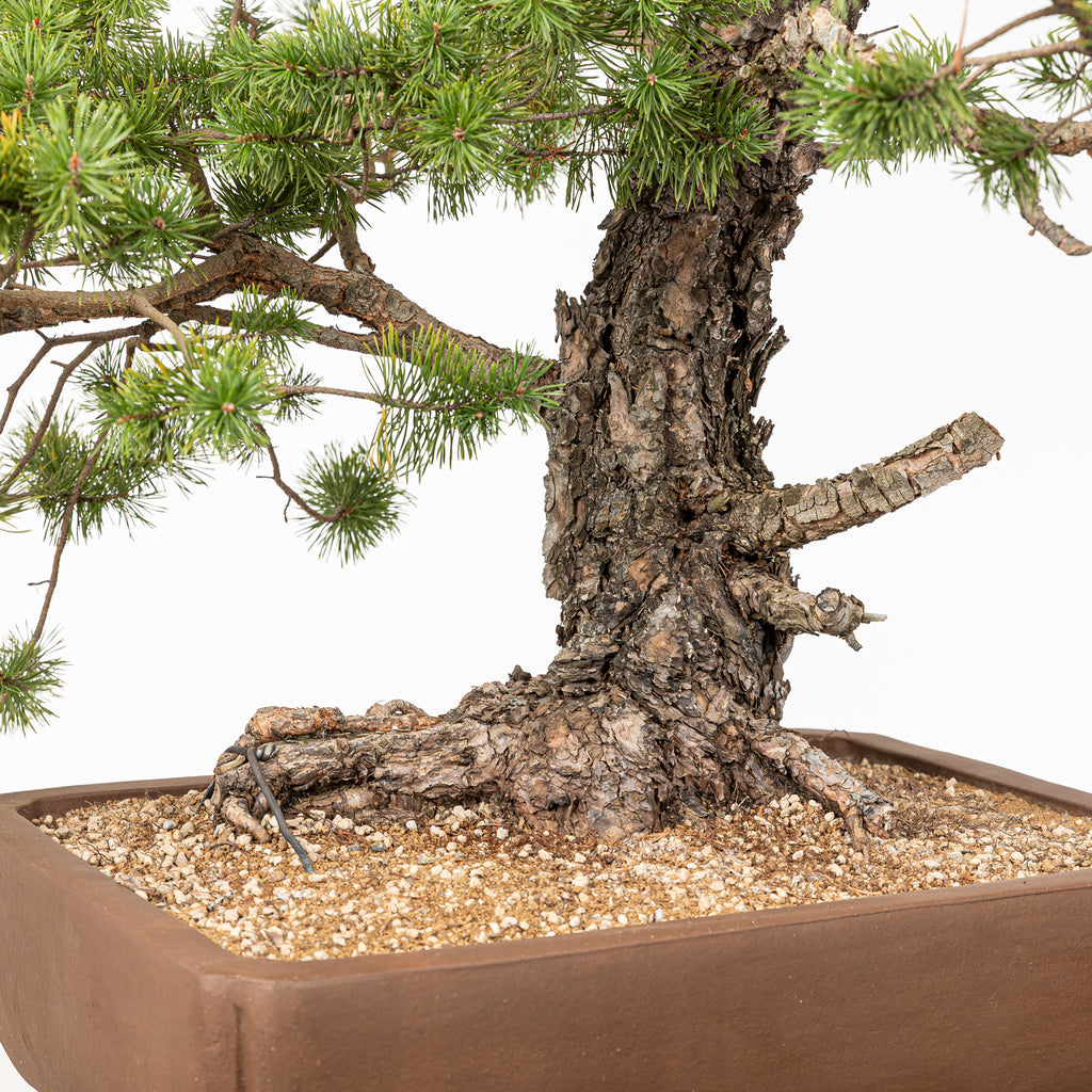Bonsái - Pino silvestre (Pinus sylvestris) - PS10606