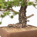 Bonsái - Pino silvestre (Pinus sylvestris) - PS10606