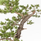 Bonsái - Pino silvestre (Pinus sylvestris) - PS10606
