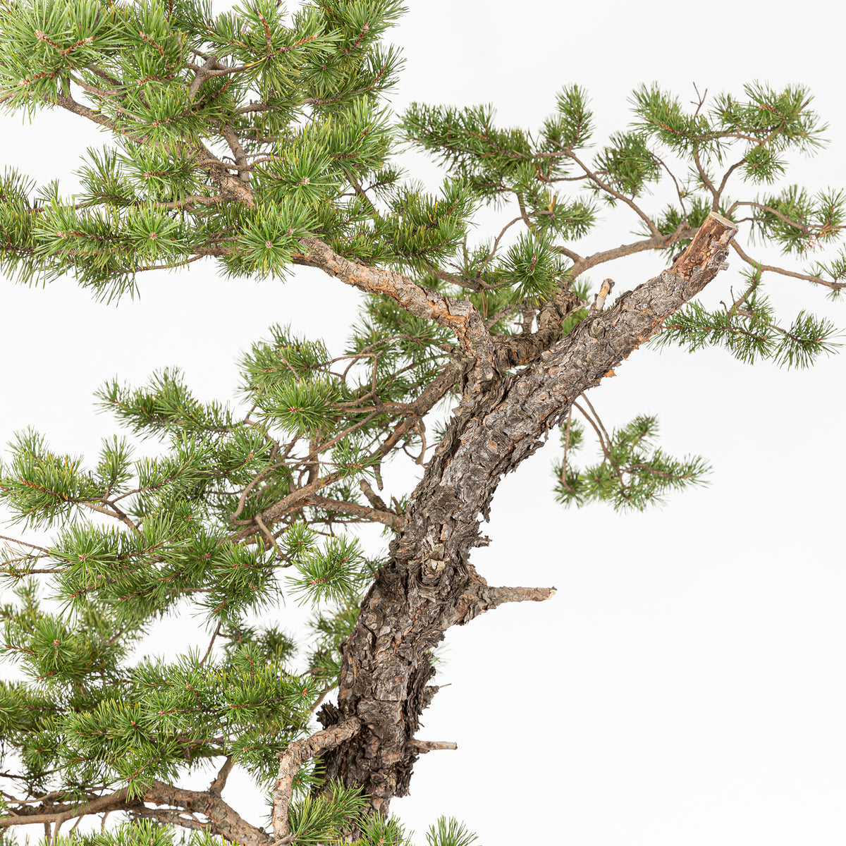 Bonsái - Pino silvestre (Pinus sylvestris) - PS10606
