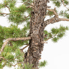 Bonsái - Pino silvestre (Pinus sylvestris) - PS10606