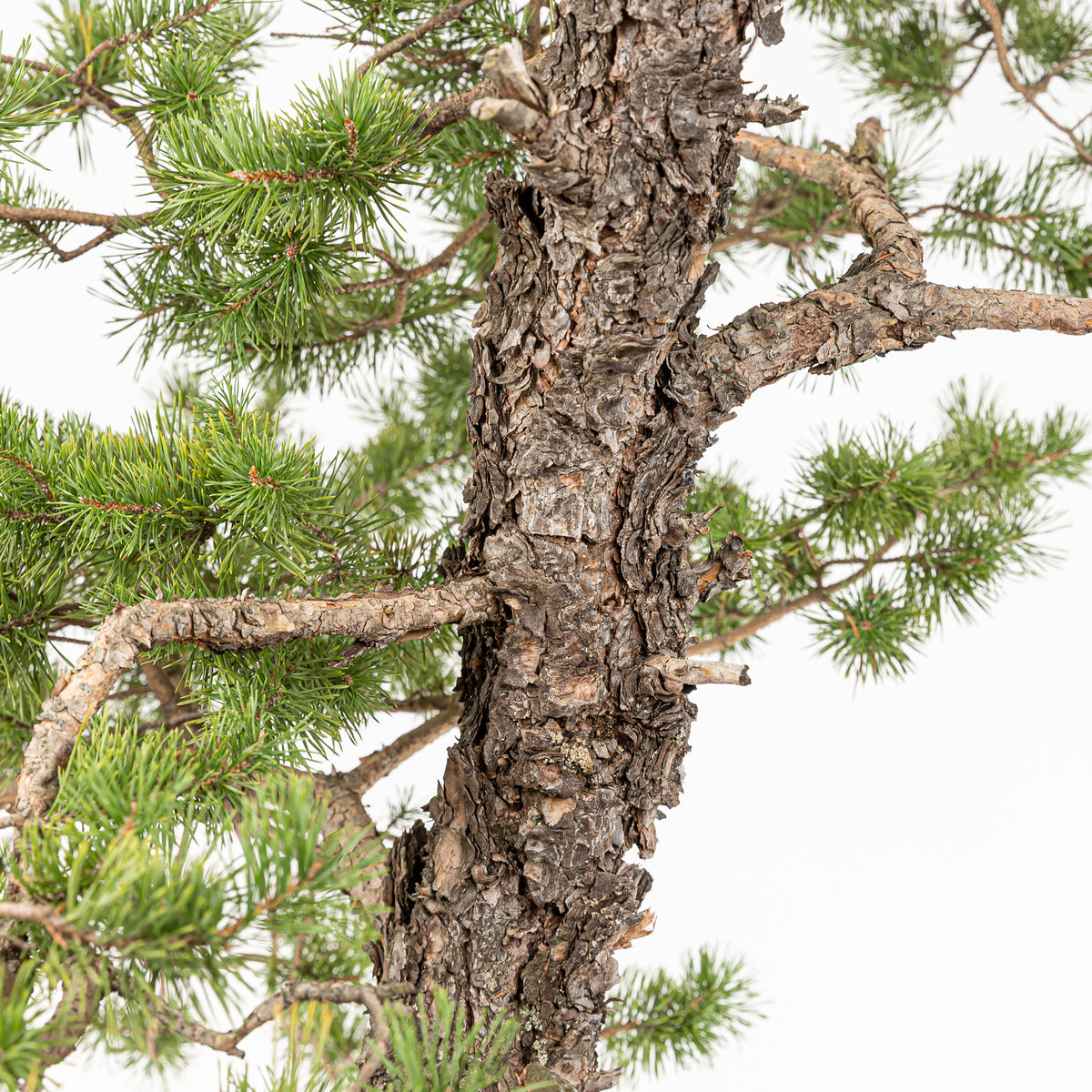 Bonsái - Pino silvestre (Pinus sylvestris) - PS10606