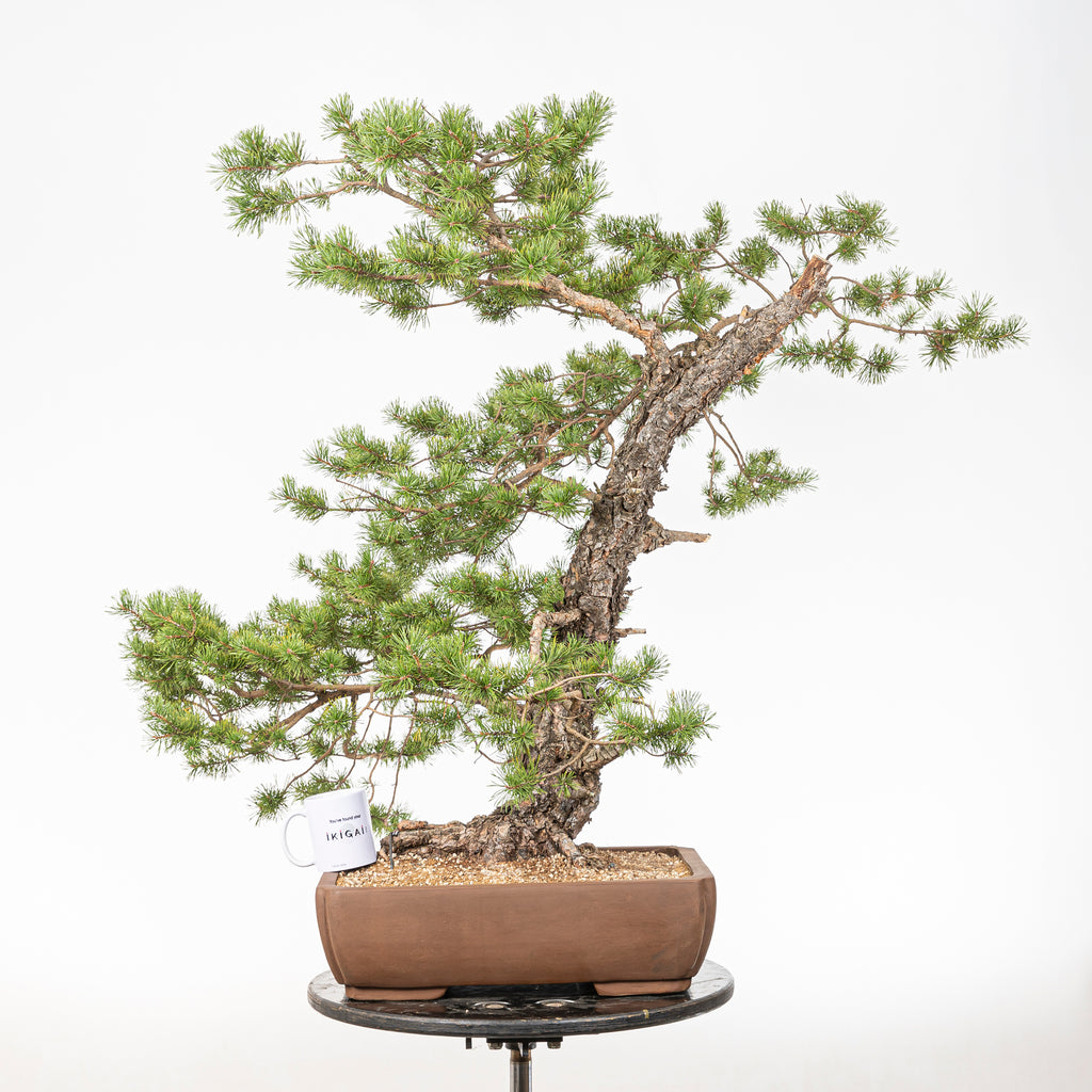 Bonsái - Pino silvestre (Pinus sylvestris) - PS10606