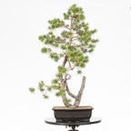 Bonsái - Pino silvestre (Pinus sylvestris) - PS10607