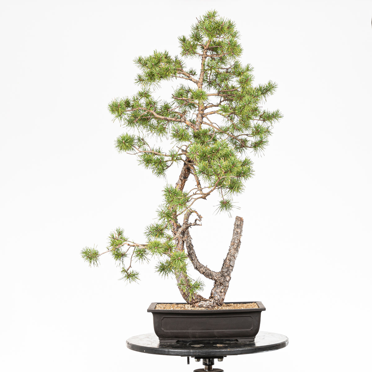 Bonsái - Pino silvestre (Pinus sylvestris) - PS10607